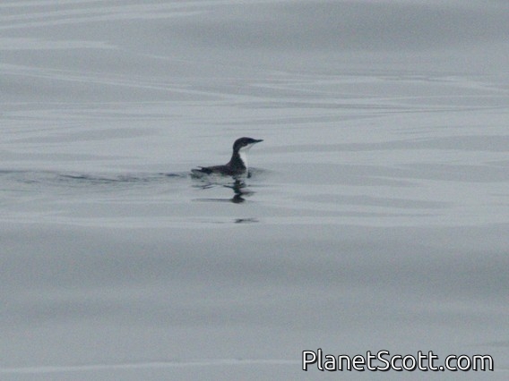 Scripps's Murrelet (Synthliboramphus scrippsi)