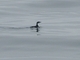 Scripps's Murrelet (Synthliboramphus scrippsi)