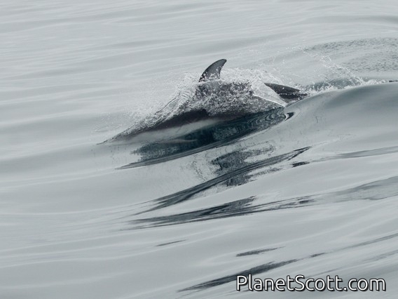 Pacific White-sided Dolphin (Lagenorhynchus obliquidens)