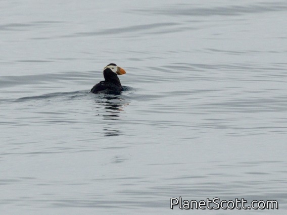 Tufted Puffin (Fratercula cirrhata)