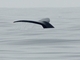 Image from 2026-07-05