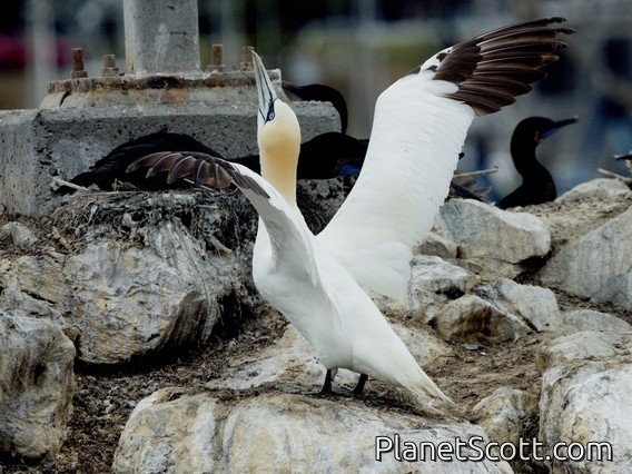 Northern Gannet (Morus bassanus)