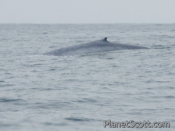 Blue Whale (Balaenoptera musculus)