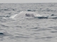 Blue Whale (Balaenoptera musculus)
