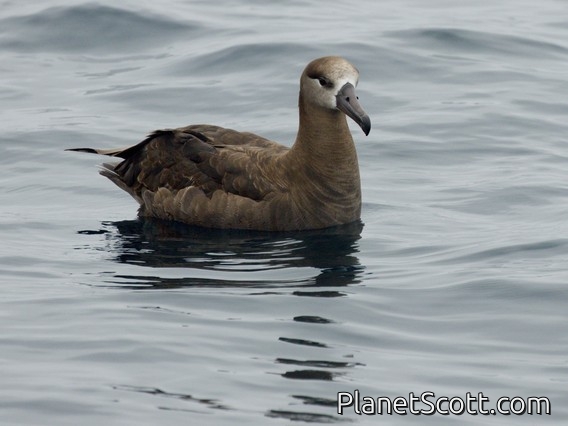 Black-footed Albatross (Phoebastria nigripes)