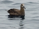 Black-footed Albatross (Phoebastria nigripes)