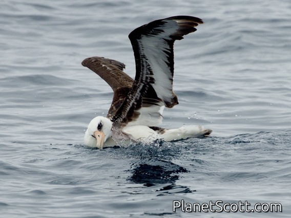 Laysan Albatross (Phoebastria immutabilis)