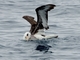 Laysan Albatross (Phoebastria immutabilis)