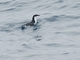 Scripps's Murrelet (Synthliboramphus scrippsi)