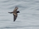 Black Storm-Petrel (Hydrobates melania)