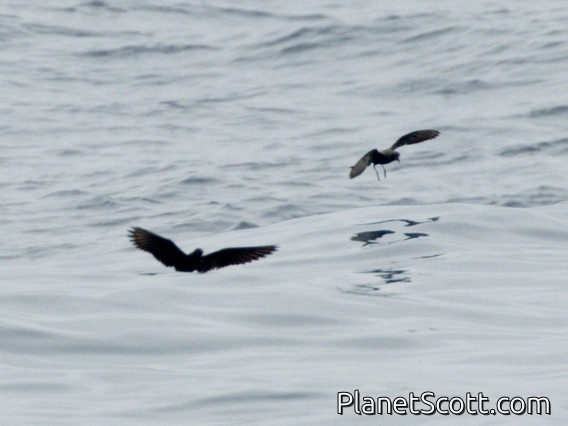Ashy Storm-Petrel (Hydrobates homochroa)