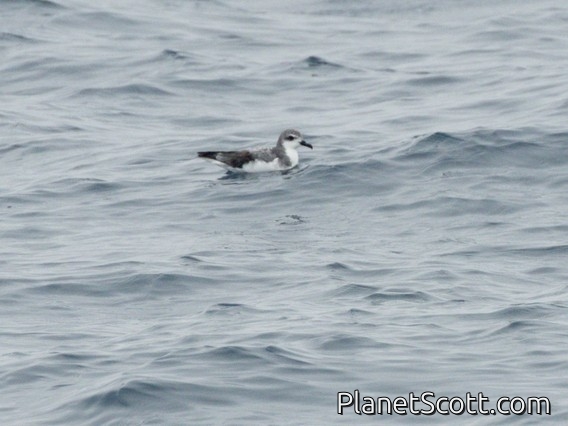 Cook's Petrel (Pterodroma cookii)
