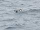 Cook's Petrel (Pterodroma cookii)