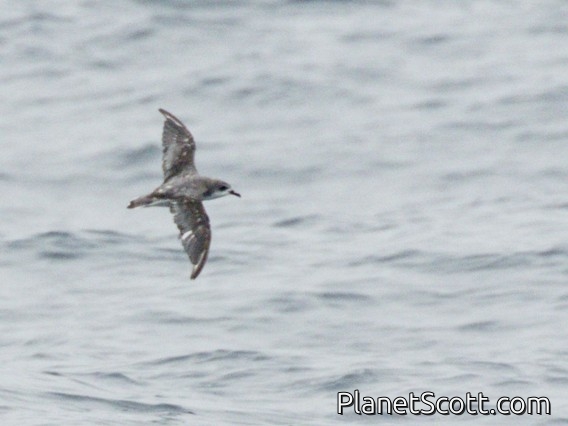 Cook's Petrel (Pterodroma cookii)