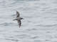 Cook's Petrel (Pterodroma cookii)