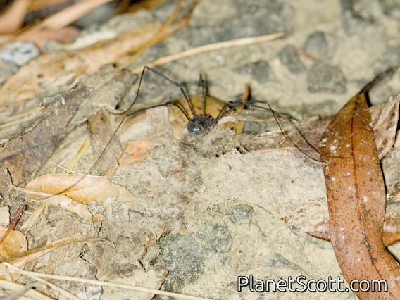 European Harvestman (Phalangium opilio)