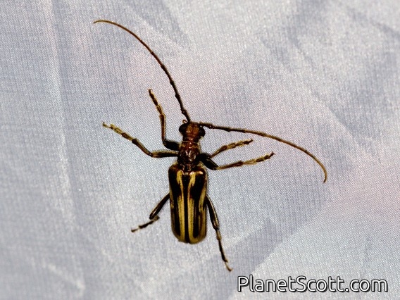Flower Longhorn Beetle (Ortholeptura insignis)
