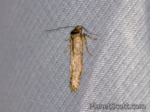 Blastobasid Moth (Blastobasis sp)