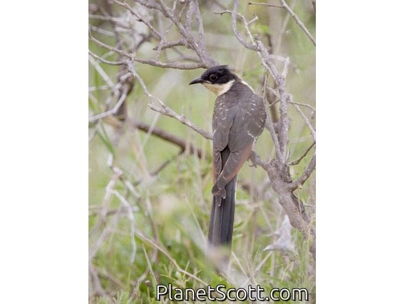 Great Spotted Cuckoo (Clamator glandarius) - Juvenile