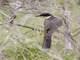 Great Spotted Cuckoo (Clamator glandarius) - Juvenile