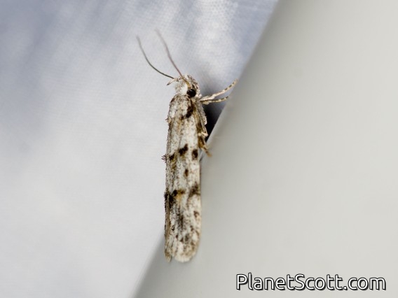 Curved-horn Moth (Symmoca signatella)