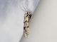 Curved-horn Moth (Symmoca signatella)