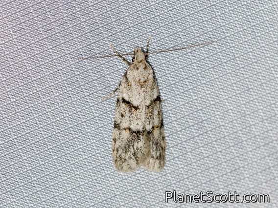 Pink-washed Aristotelia Moth (Aristotelia roseosuffusella)