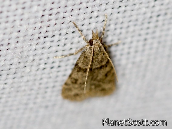 Double-striped Scoparia Moth (Scoparia biplagialis)
