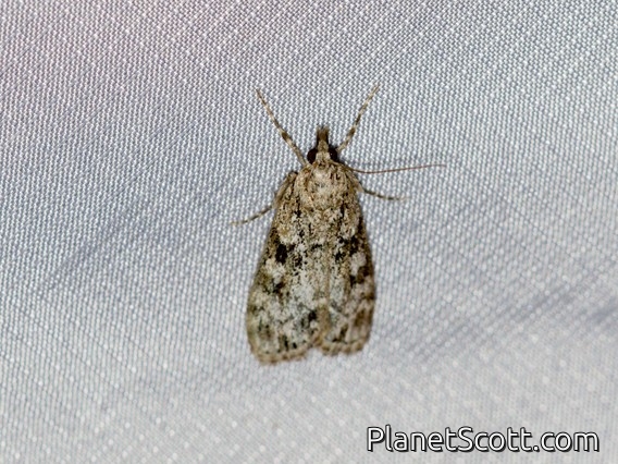 Double-striped Scoparia Moth (Scoparia biplagialis)