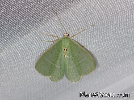 Columbian Emerald Moth (Nemoria darwiniata)