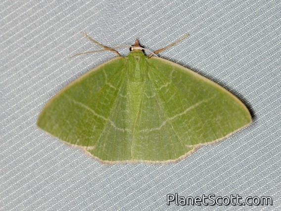 Pink-margined Green (Nemoria leptalea)