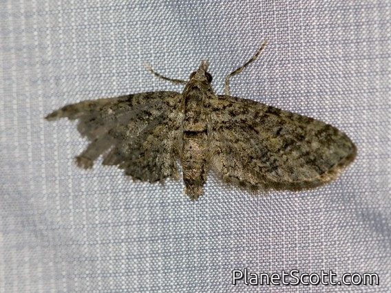 Pug Moth (Eupithecia sp)