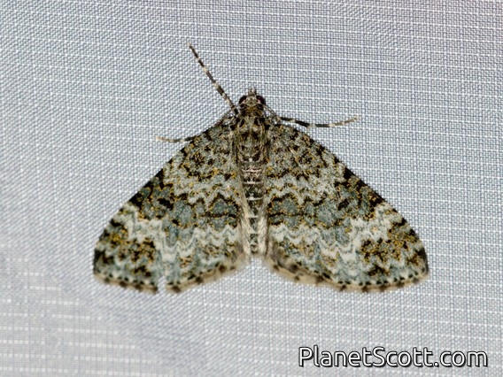 Double-banded Carpet Moth (Spargania magnoliata)