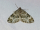 Double-banded Carpet Moth (Spargania magnoliata)