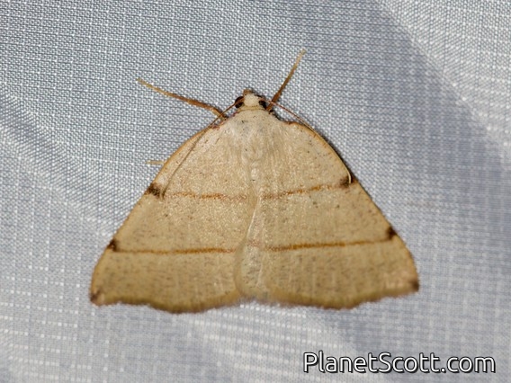 Caberini Moth (Drepanulatrix bifilata)