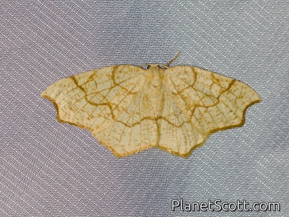 Ennomini Moth (Nematocampa brehmeata)