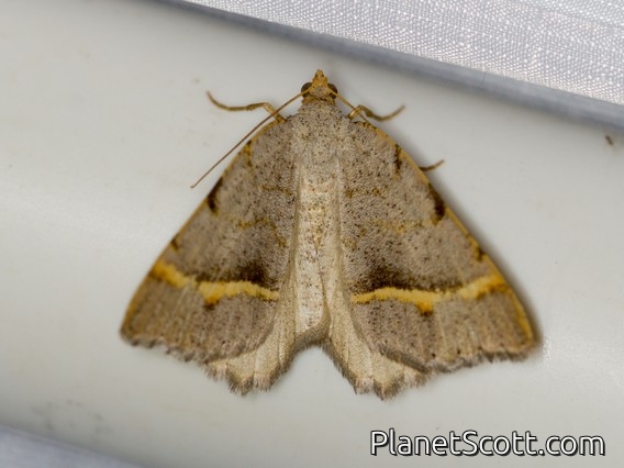 Angle Moth (Macaria guenearia)