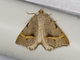 Angle Moth (Macaria guenearia)