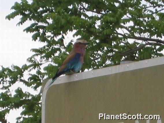 Lilac-breasted Roller (Coracias caudatus)