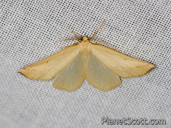 Ennomini Moth (Ennominae sp)
