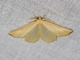 Ennomini Moth (Ennominae sp)