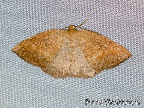 Caberini Moth (Drepanulatrix sp)
