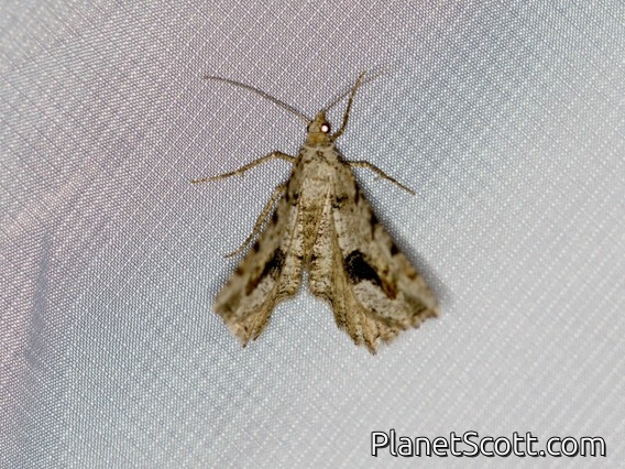 Californian Granite Moth (Digrammia californiaria)