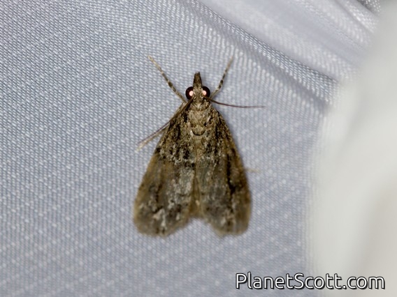Moss-eating Crambid Snout Moth (Eudonia rectilinea)