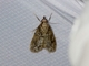 Moss-eating Crambid Snout Moth (Eudonia rectilinea)