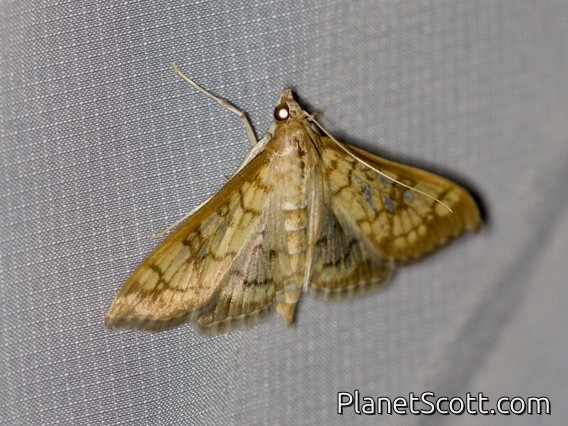 Brown-shaded Mimorista (Mimorista subcostalis)