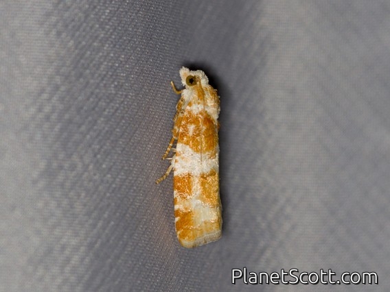 Pine Shoot Moth (Retinia sabiniana)