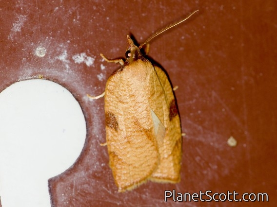 Western Avocado Leafroller Moth (Amorbia cuneanum)