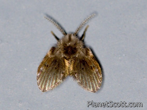 Bathroom Moth Fly (Clogmia albipunctata)