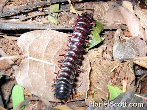 Flat-backed Millipede (Coromus sp)